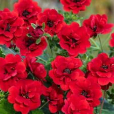Geranium red perennial for sale  Gulfport