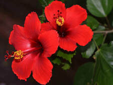 100 sementes de hibisco vermelho hibisco rosa-sinensis sementes de flores de jardim comprar usado  Enviando para Brazil