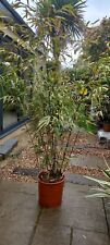 Black bamboo phyllostachys for sale  LONDON