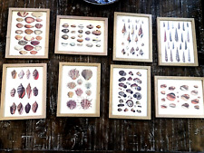 seashell prints 4 for sale  Roseville