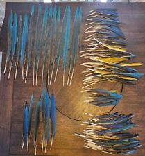 Lote de 120 plumas de guacamayo azules/doradas naturalmente fundidas tamaños mixtos  segunda mano  Embacar hacia Argentina