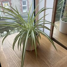 Spider chlorophytum indoor for sale  NEWQUAY