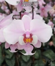 Orchid phalaenopsis phal for sale  Columbia
