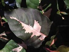 Chocolate jamaican croton for sale  Wauchula