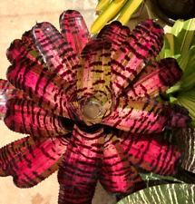 Bromeliad neoregelia willy for sale  USA