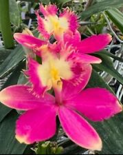 Epidendrum hybrid orchid for sale  San Francisco