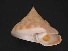 Collector Fave...PLEUROTOMARIA HIRASEI w/o~84mm!!~Taiwan SEASHELL for sale  Shipping to South Africa