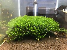 Mousse aquarium rare d'occasion  Bessines-sur-Gartempe