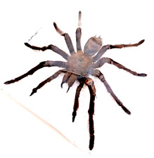 theraphosa for sale  Shipping to South Africa