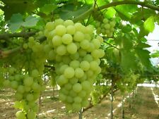 Thompson seedless grape for sale  Norwalk