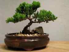 Live bonsai tree for sale  Denver