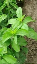 Herb stevia 40 for sale  WREXHAM