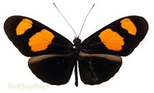 Entomologie Heliconius Erato microlea A1 southern Peru (Mars 2024) for sale  Shipping to South Africa