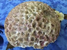 Rare brain coral for sale  Stuart