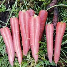 Vegetables carrot ruby for sale  WREXHAM