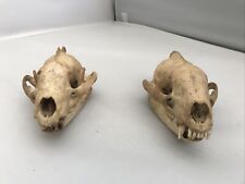 Badger skulls teeth for sale  LAUNCESTON