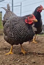 large fowl hatching eggs for sale  REDRUTH