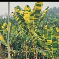 Musa acuminata papua for sale  Shipping to Ireland