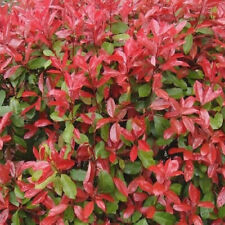 Photinia red robin for sale  UK