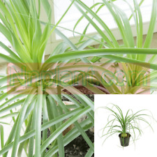 Ponytail palm beaucarnea for sale  Modesto
