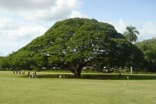 Albizia saman rain for sale  West Palm Beach