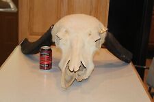Taxidermy water buffalo for sale  Brandon