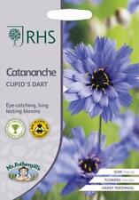 Catananche cupid dart for sale  NEWMARKET
