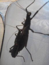 Stick insect starter for sale  WESTBURY
