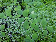 Large water lettuce for sale  BURTON-ON-TRENT