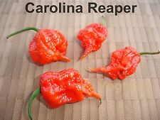 Usado, 20 semillas Carolina Reaper HP22B récord mundial chile hasta 2,2 millones Scoville segunda mano  Embacar hacia Mexico