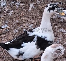 Ancona duck hatching for sale  Stantonsburg