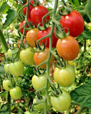 Tomato plug plants for sale  CARLUKE