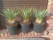 Yucca rostrata green for sale  Shipping to Ireland