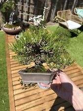 bonsai for sale  Irvine