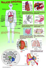 Human anatomy model for sale  MILTON KEYNES