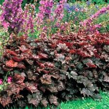heuchera for sale  Shipping to South Africa
