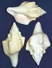 Polished Chank Seashell~Turbinella angulata~4-1/2"-5" (1 Shell), used for sale  Shipping to South Africa