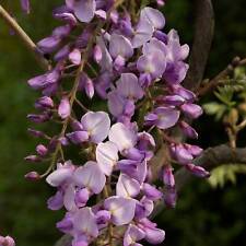 Wisteria sinensis caroline gebraucht kaufen  Eslohe