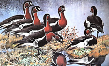 .red breasted geese for sale  NELSON