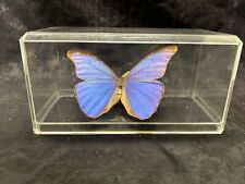 Blue morpho butterfly for sale  Dayton