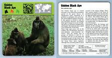 Celebes black ape for sale  SLEAFORD