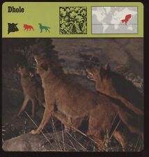 Dhole safari cards for sale  Waupun
