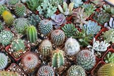 Cactus mixed seeds for sale  CORBY