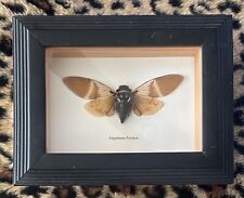 Real framed cicadas for sale  Camas