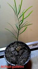 Cycad-Rare 5 M.Pauli-Guilielmi Seedlings for sale  Shipping to South Africa
