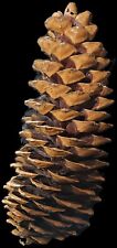 Lot of THREE Large 10-13"  Pine Cones  for sale  Shipping to South Africa