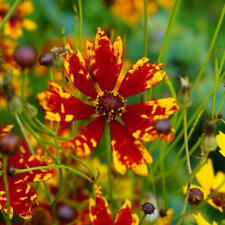 Coreopsis radiana tigrina for sale  Sevierville