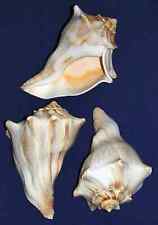 Atlantic Whelk Seashell~ Busycon carica ~  4" - 5"  ~ Craft Supply (1 Shell) for sale  Shipping to South Africa