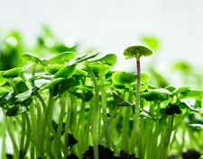 Cinnamon basil microgreen for sale  Minneapolis