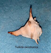 Tudicla zanzibarica, used for sale  Shipping to South Africa